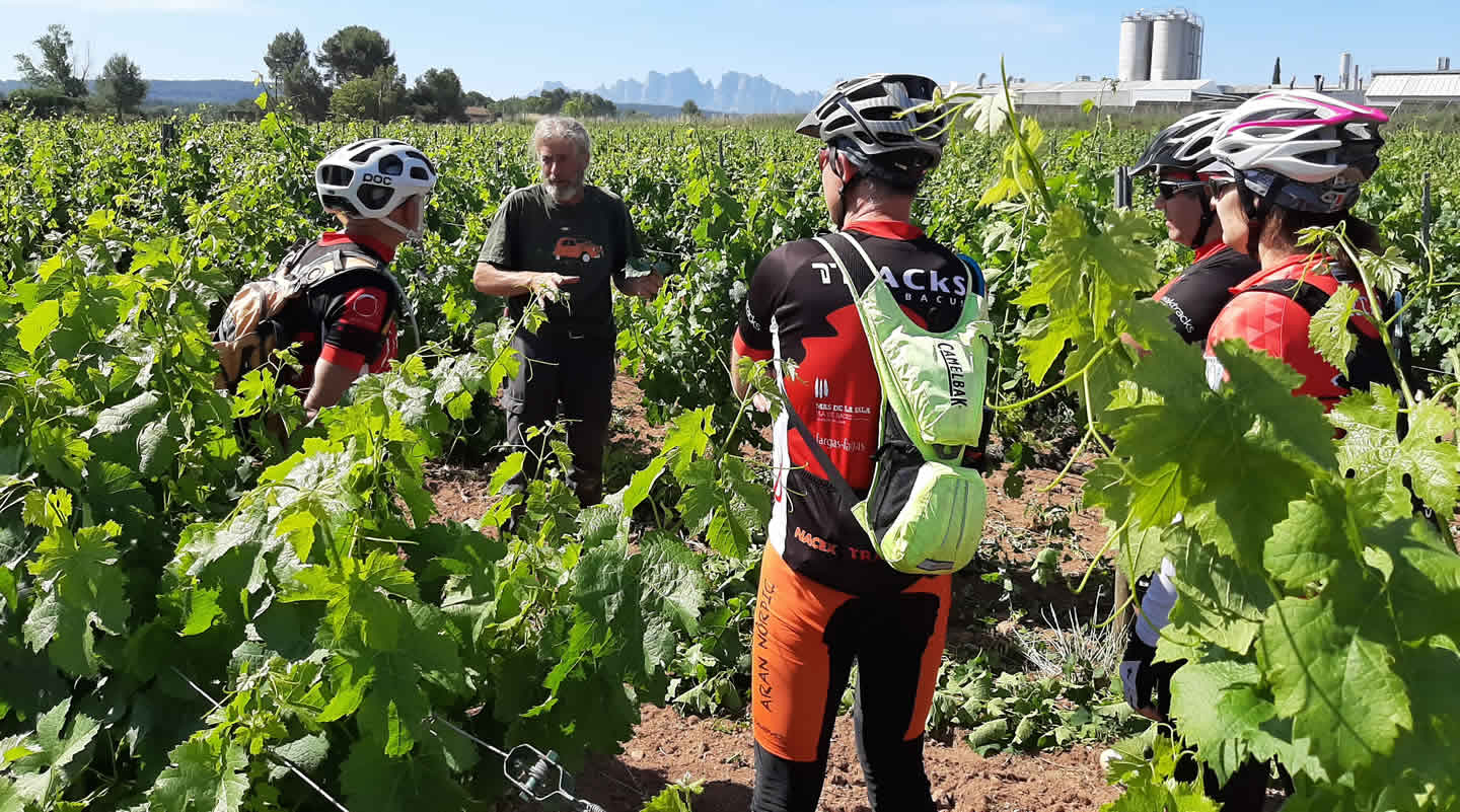 Rutes amb bicicleta entre vinyes i cellers