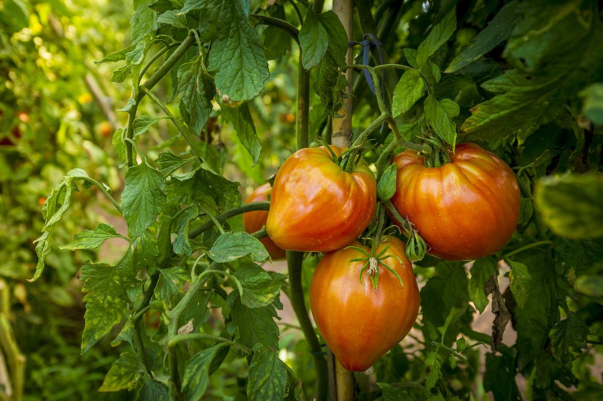 horts_santiscle_agost_fortuny-8428