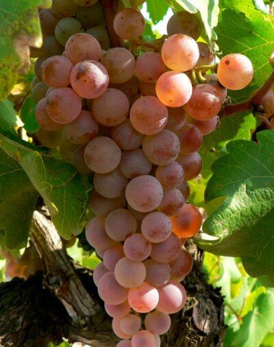 Malvasia de l'Estruch