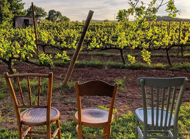 La ruta del vi de la DO Pla del Bages - Visite avec dégustation dans les vignes