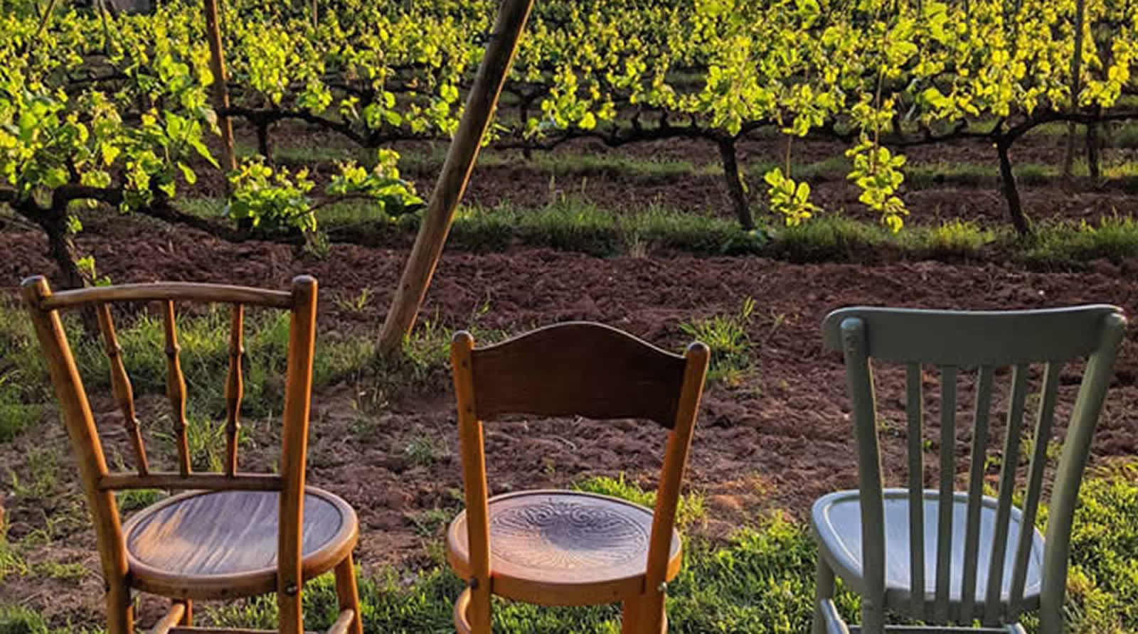 La ruta del vi de la DO Pla del Bages - Pícnic amongst the vines