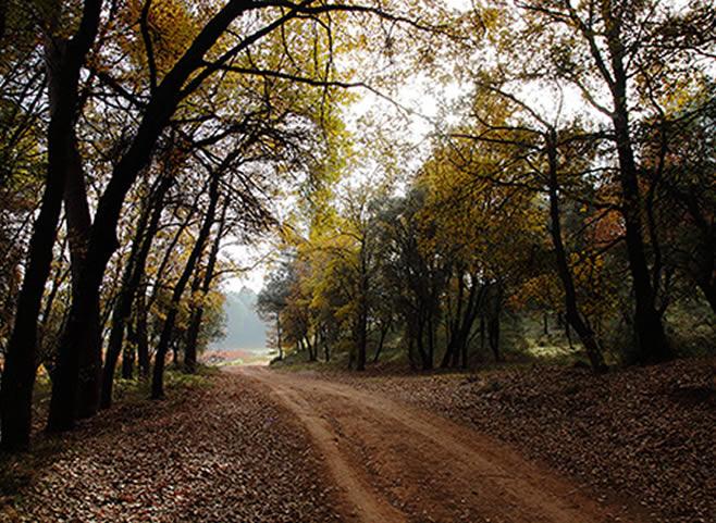 La ruta del vi de la DO Pla del Bages - Buggie ride amongst the vines + wine tasting