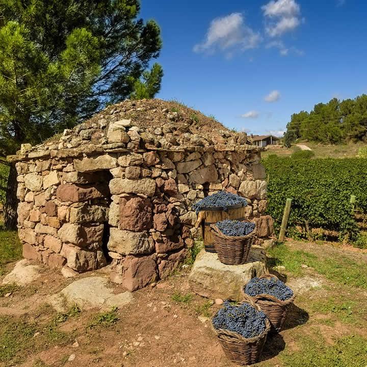 La ruta del vi de la DO Pla del Bages - Portada FR