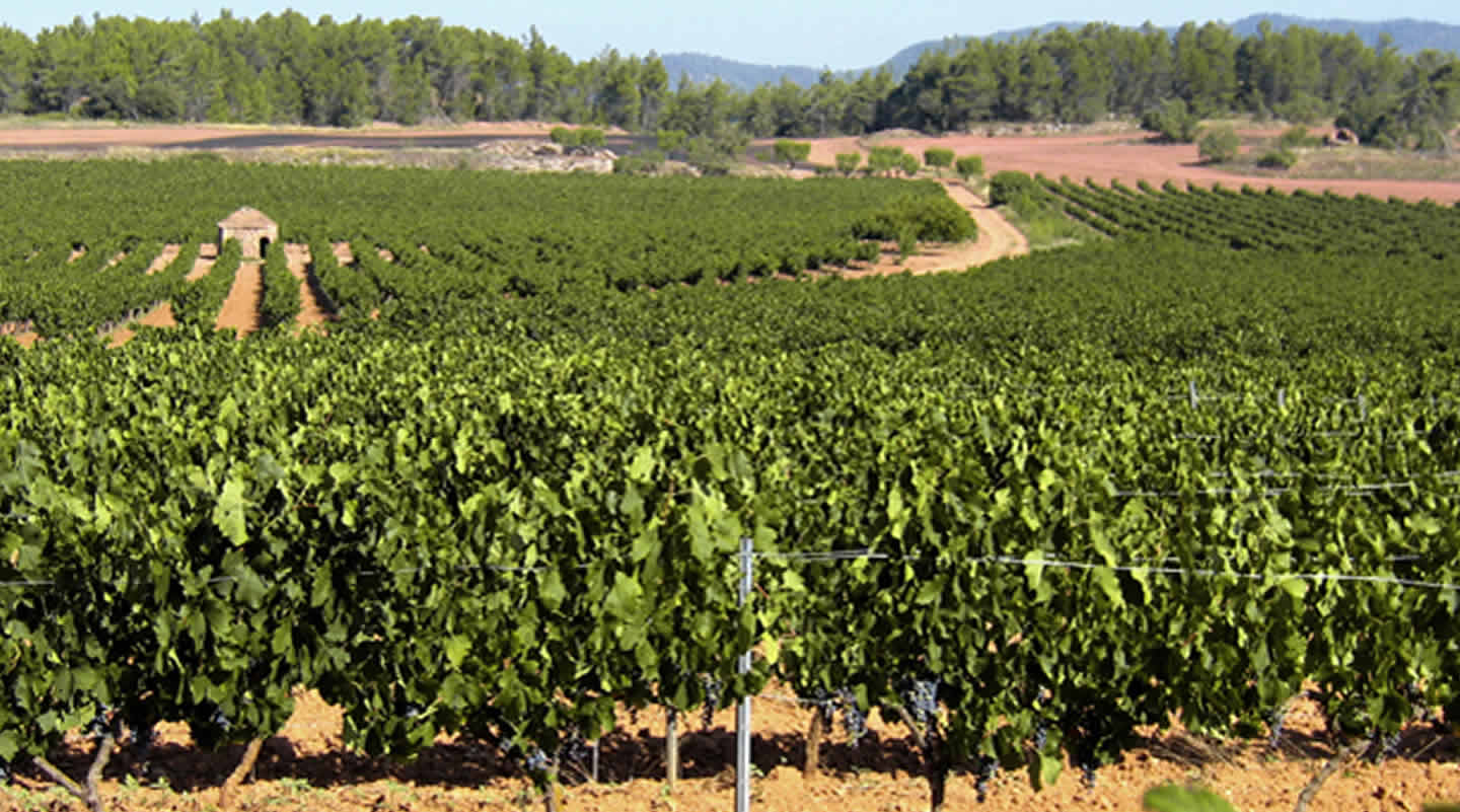 La ruta del vi de la DO Pla del Bages - Pícnic entre vinyes