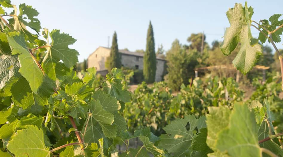 La ruta del vi de la DO Pla del Bages - Masia les Quingles