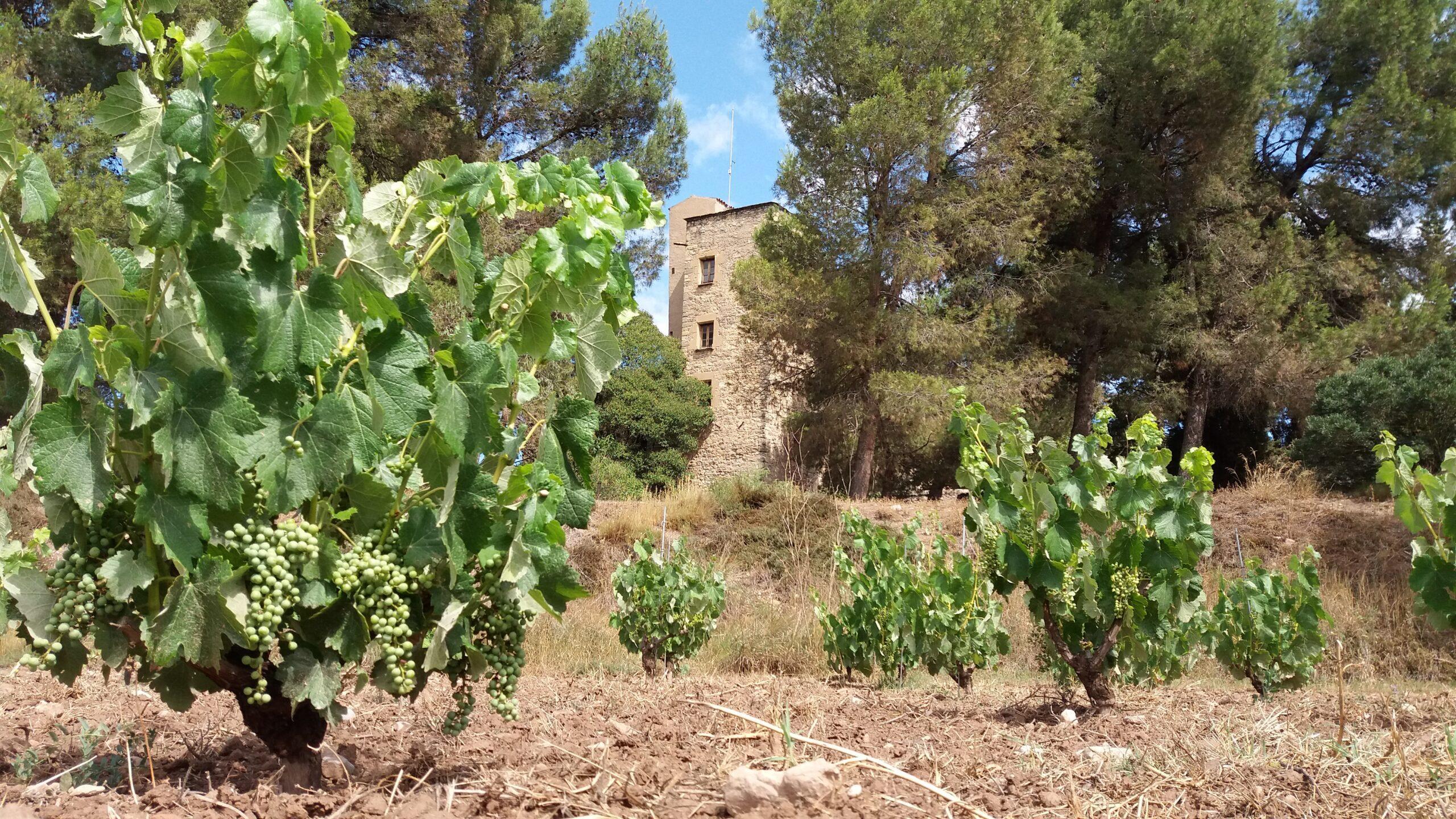 La ruta del vi de la DO Pla del Bages - Casa de la Culla