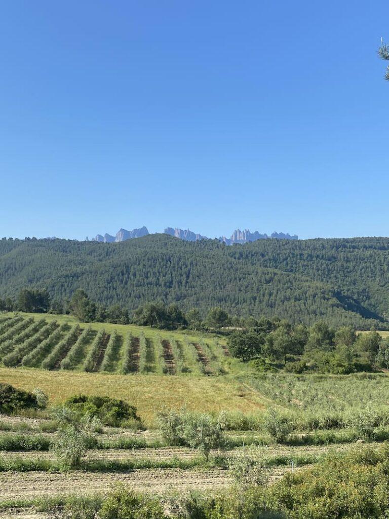 La ruta del vi de la DO Pla del Bages - Camins de vi