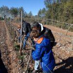 La ruta del vi de la DO Pla del Bages - Visita Amants de la Història