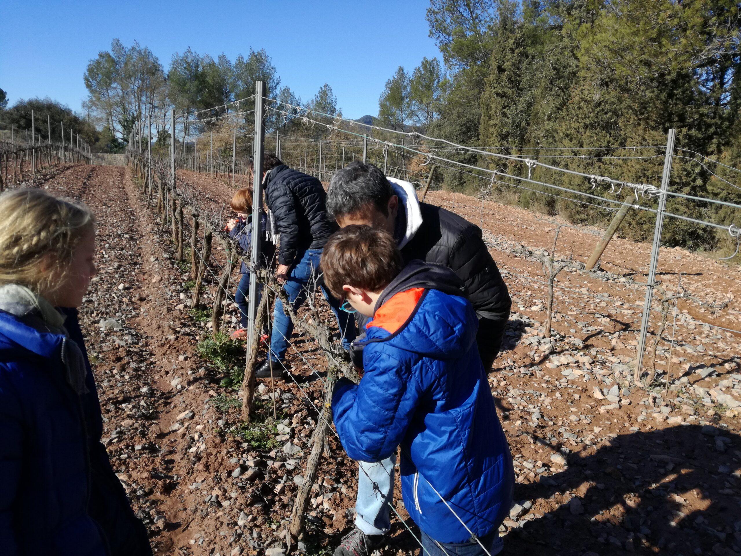 La ruta del vi de la DO Pla del Bages - Visita Amants de la Història