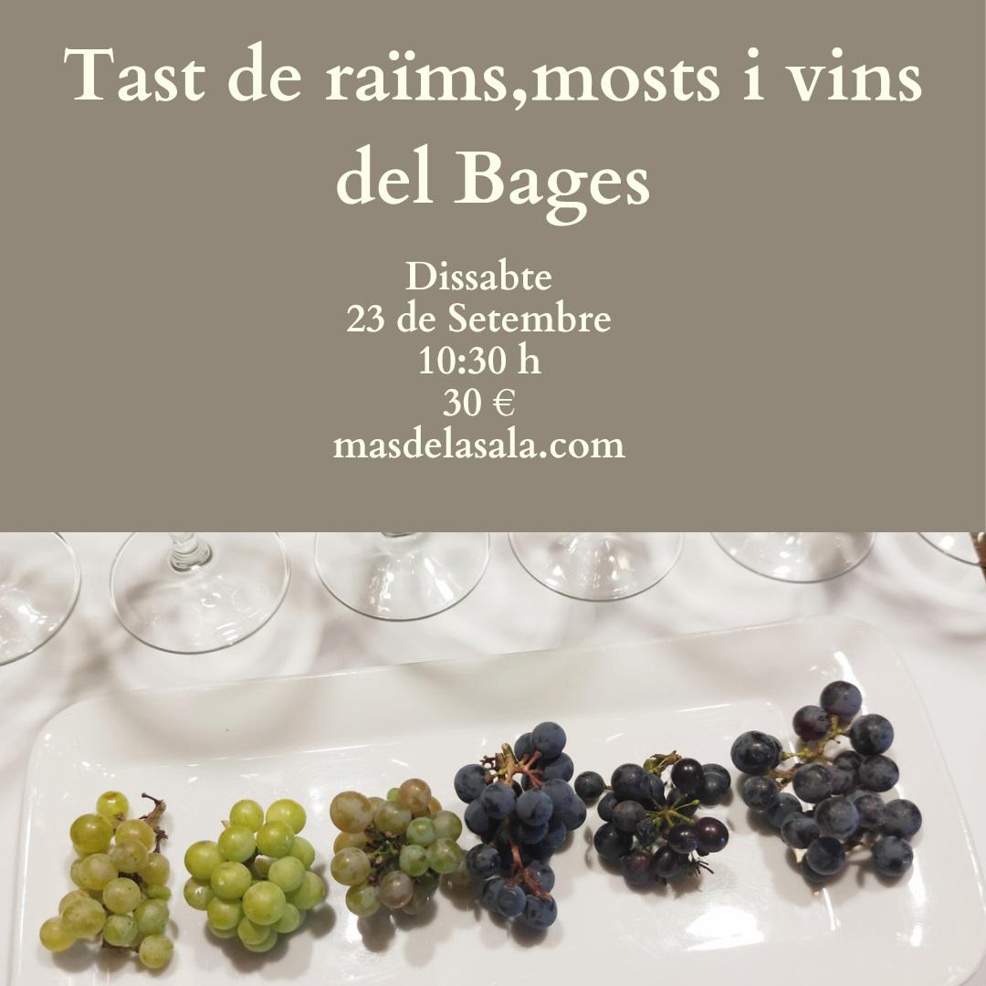 La ruta del vi de la DO Pla del Bages - Esmorzar fotogràfic entre vinyes