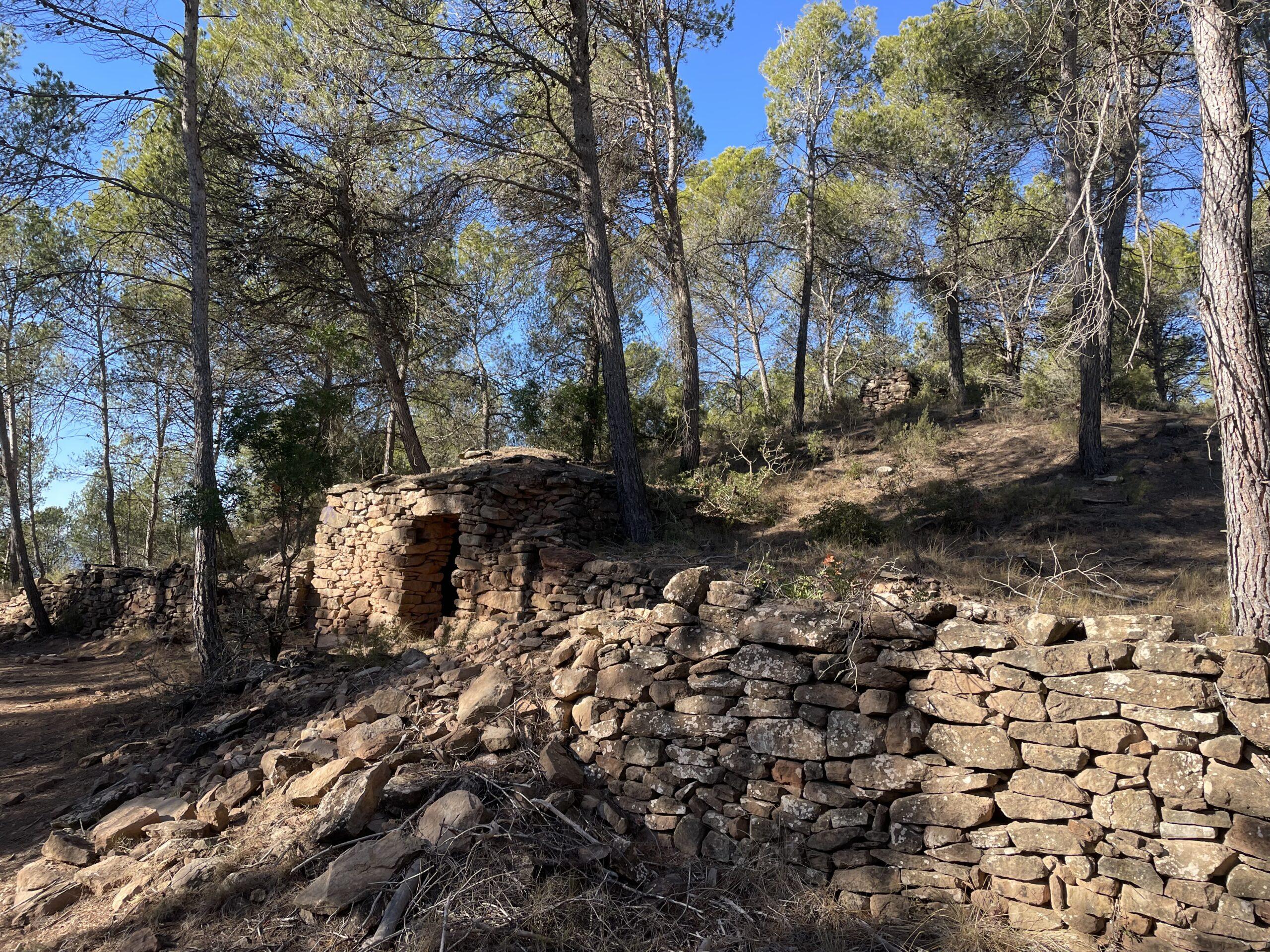 La ruta del vi de la DO Pla del Bages - Els boscos de Castellnou de Bages