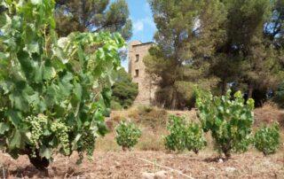 La ruta del vi de la DO Pla del Bages - Fira ViBa