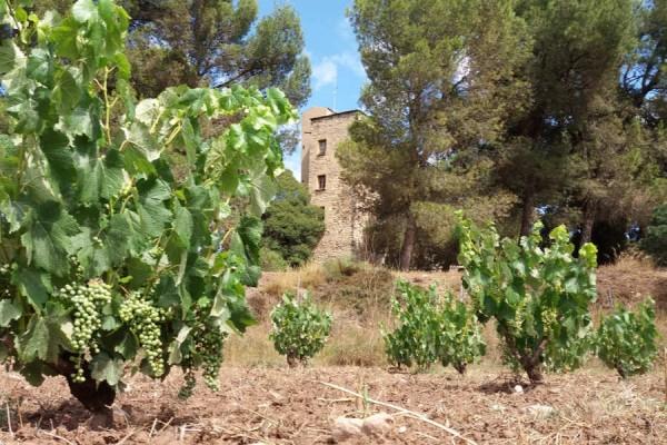 La ruta del vi de la DO Pla del Bages - Masies i cellers