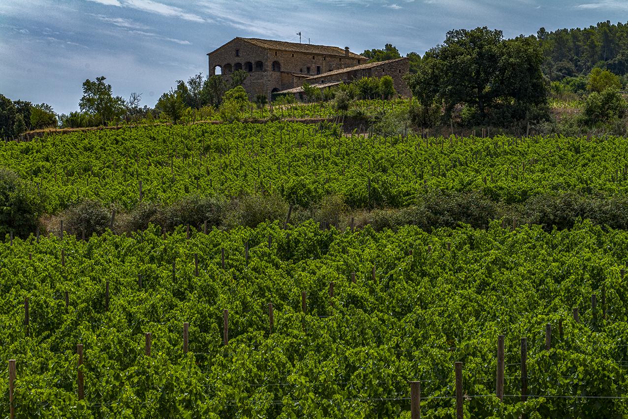 La ruta del vi de la DO Pla del Bages - Notes de tast als cellers