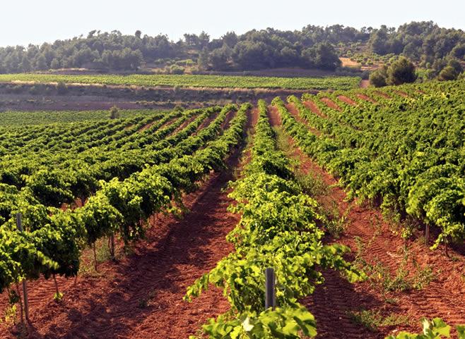 La ruta del vi de la DO Pla del Bages - Wine making route