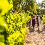 La ruta del vi de la DO Pla del Bages - Sopar del most a Abadal