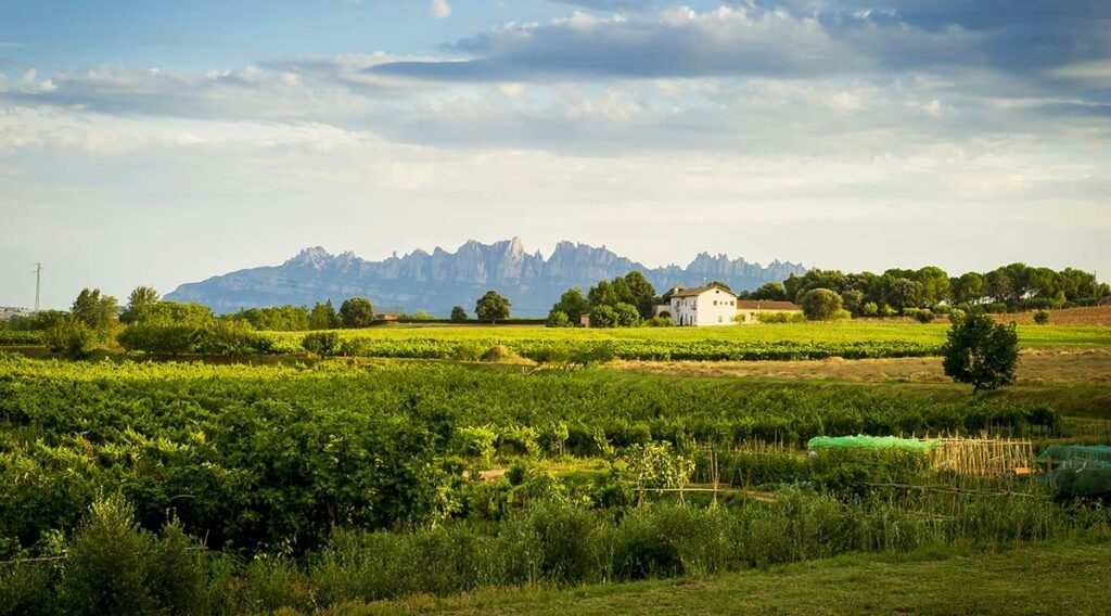 La ruta del vi de la DO Pla del Bages - Camins de vi