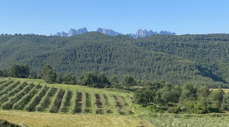 La ruta del vi de la DO Pla del Bages - Trail per l'Oller del Mas