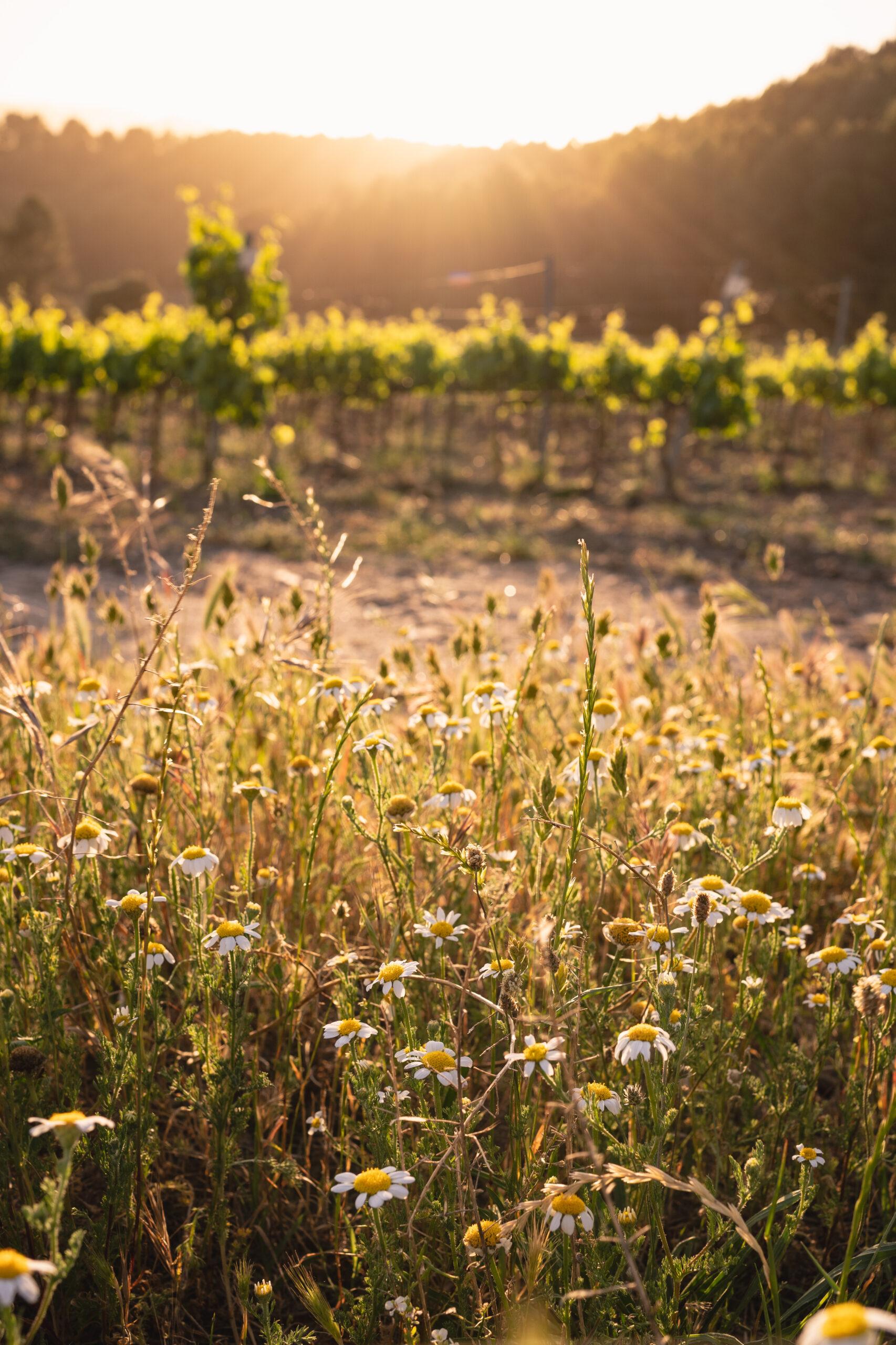 La ruta del vi de la DO Pla del Bages - Cicle d’activitats de bosc i vinya