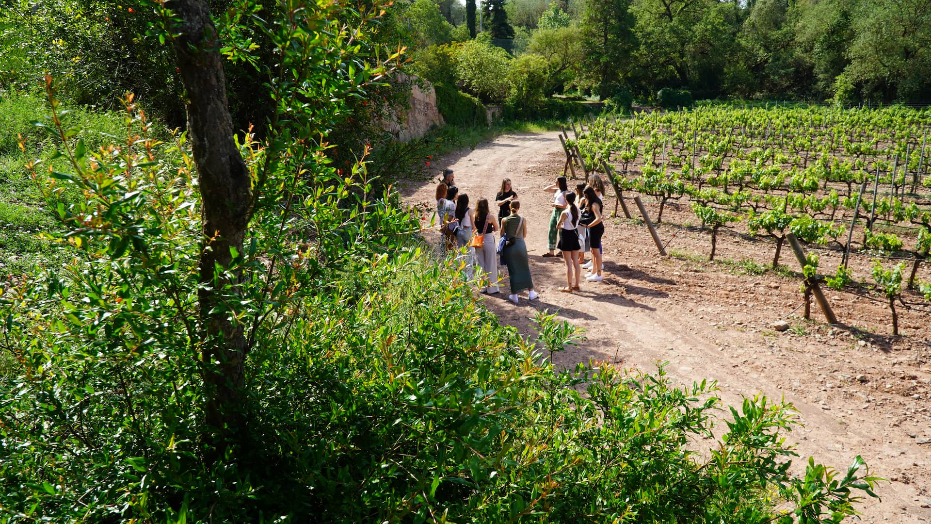 Grup d'enoturistes a les vinyes d'Abadal