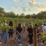 La ruta del vi de la DO Pla del Bages - Esmorzar fotogràfic entre vinyes